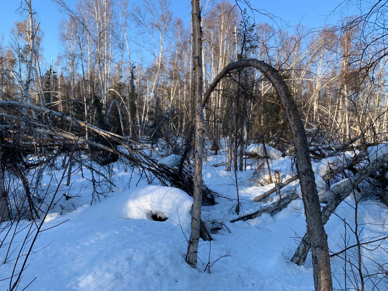 A tree in a snowy forest bends over toward the ground. 