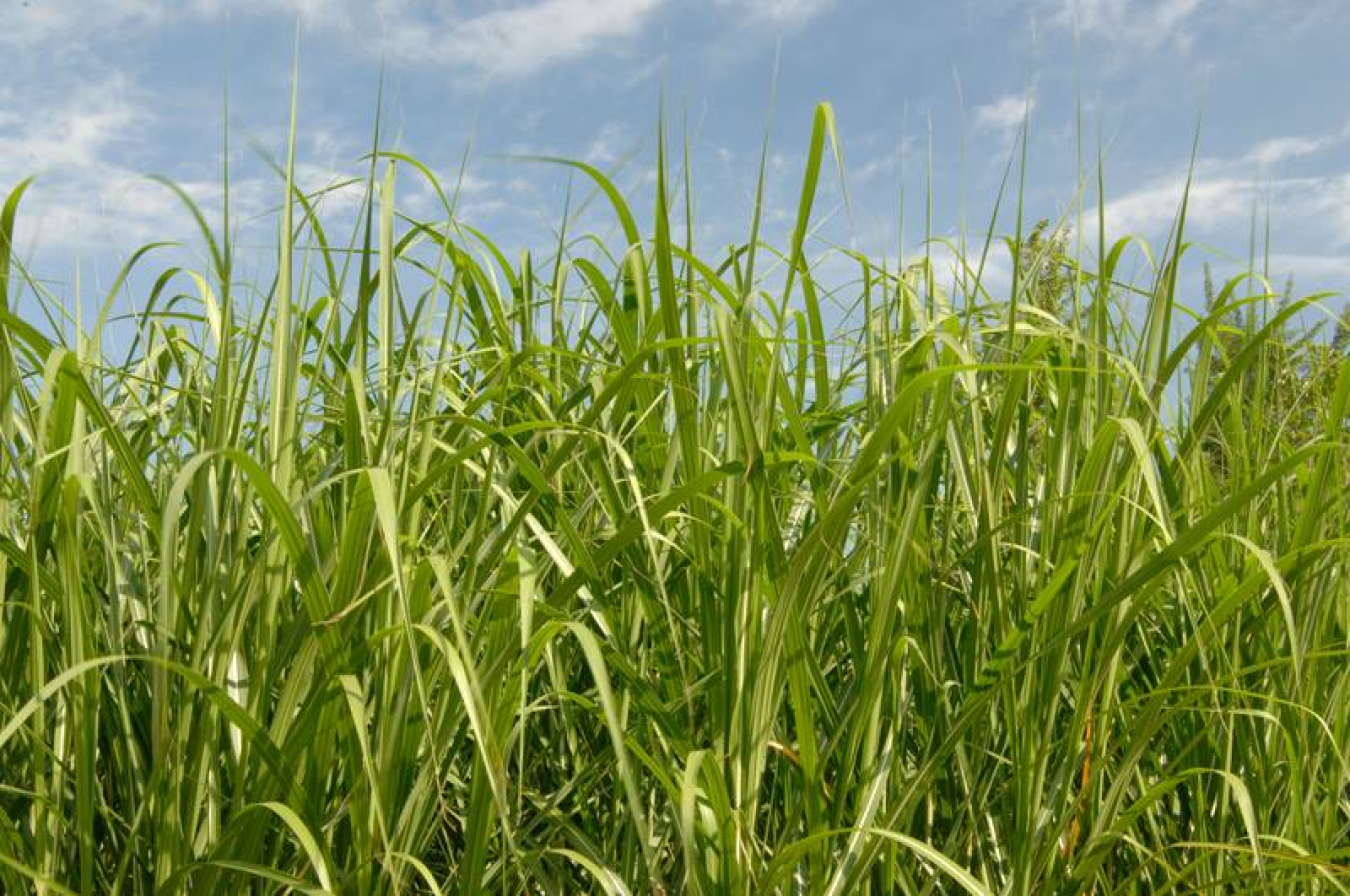 Miscanthus, a high-yield perennial biofuel crop, is a promising alternative to traditional annual biofuel crops.