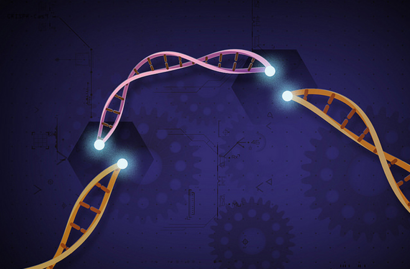 CRISPR-Cas9 is a customizable tool that lets scientists cut and insert small pieces of DNA at precise areas along a DNA strand. Jennifer Doudna did the initial research that led to CRISPR-Cas9 with LDRD funding.