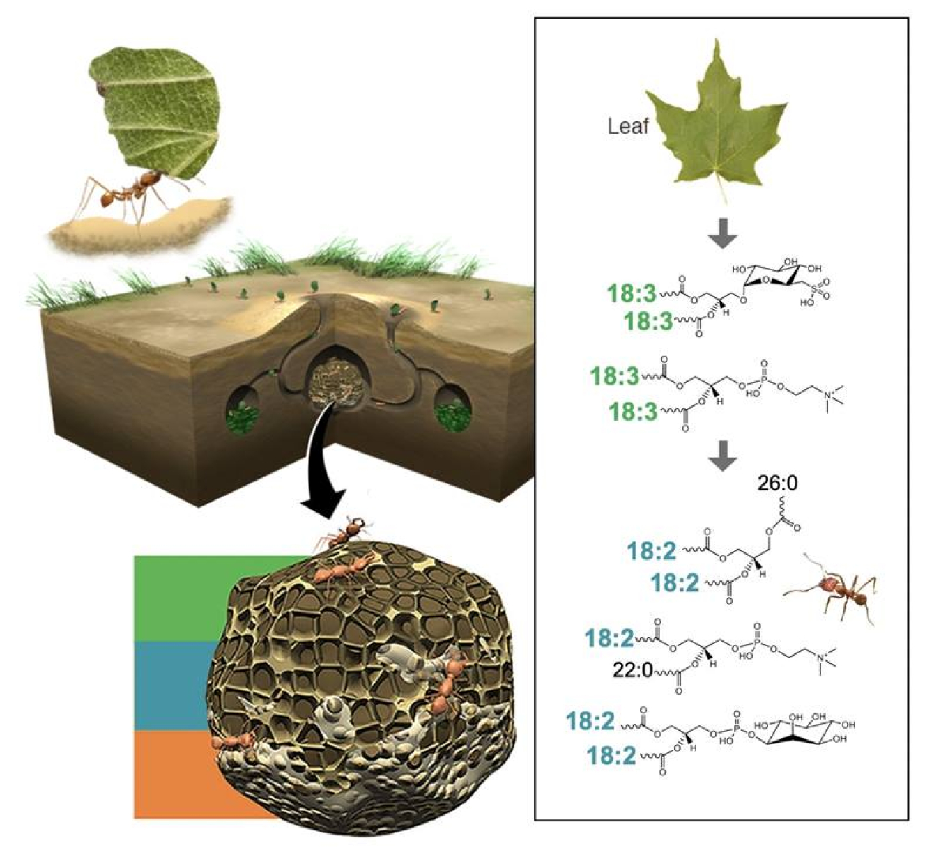 Nutrient-rich gongylidia in the center of leaf-cutter ants’ fungal gardens consist mainly of lipids that contain linoleic acid (18:2). Leaf material and the top of the garden consist mainly of lipids that contain alpha-linolenic acid (18:3).