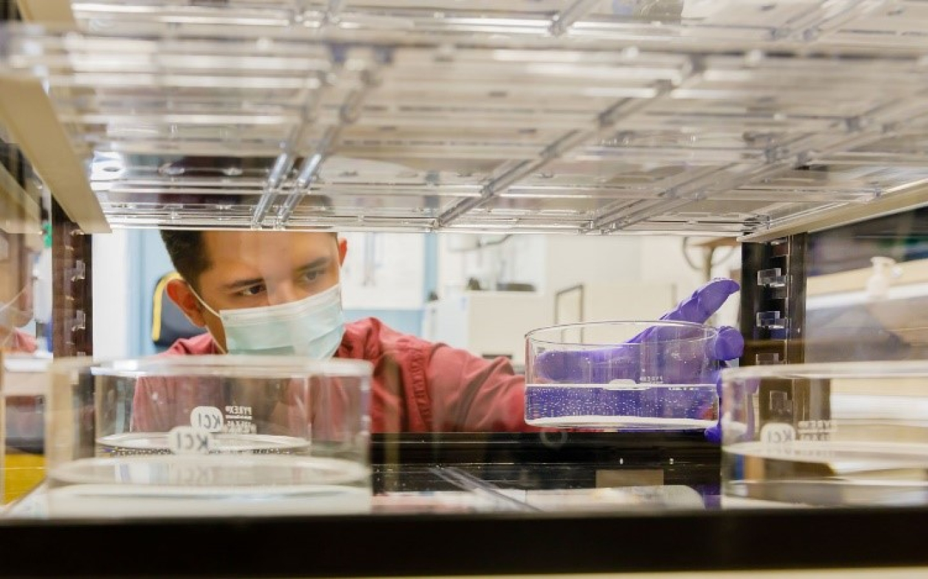 A young scientist looks into a machine