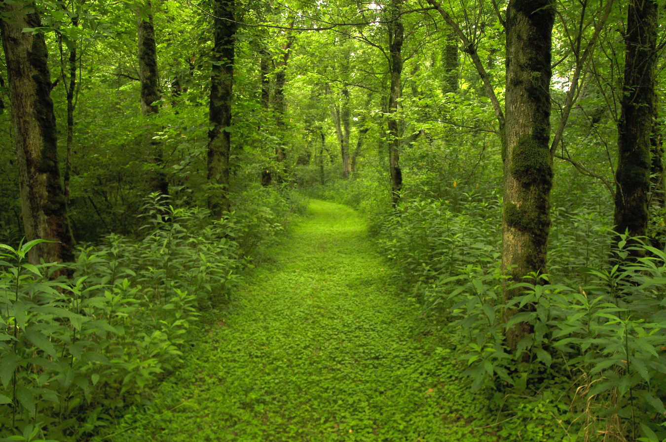 forest landscape photograph