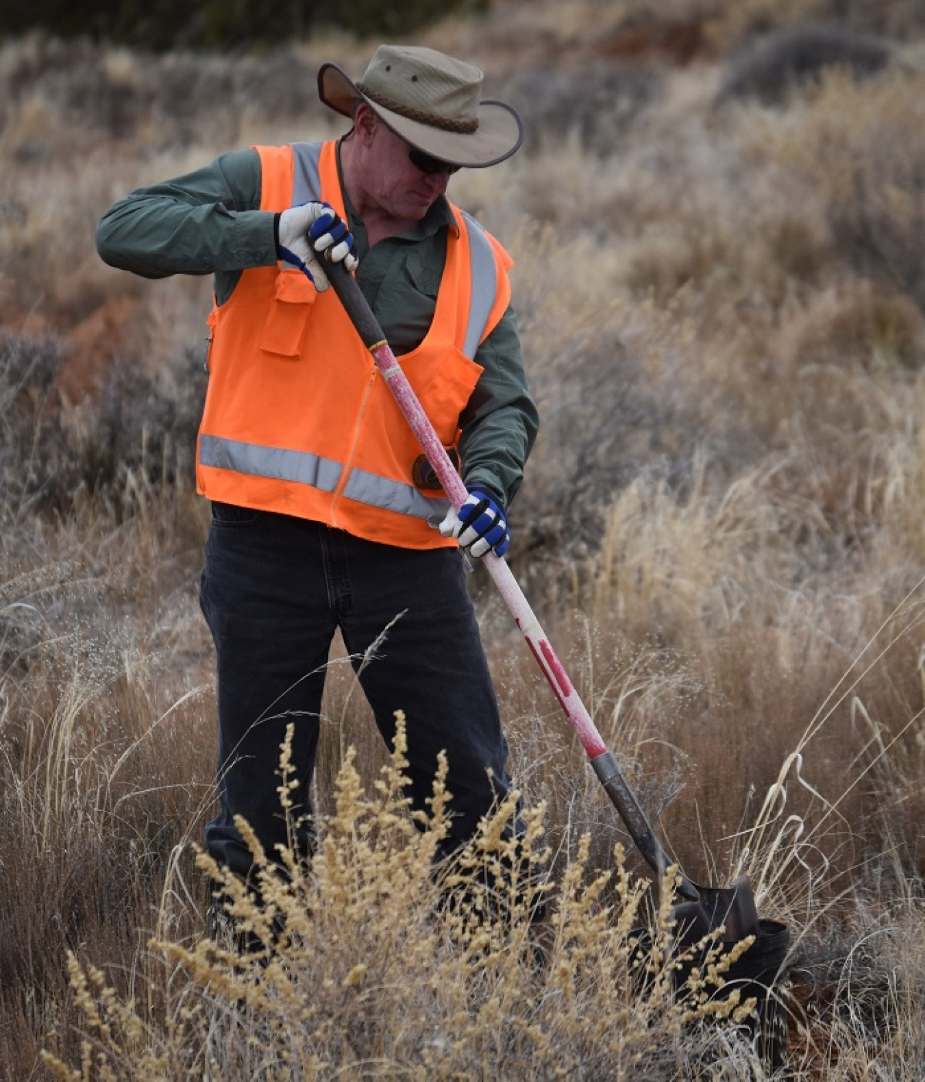 Moab Uranium Mill Tailings Remedial Action Project Federal Cleanup Director Russell McCallister salvages native grasses at a construction site in Canyonlands National Park. These grasses were transplanted to the Moab Project to help with revegetation efforts.