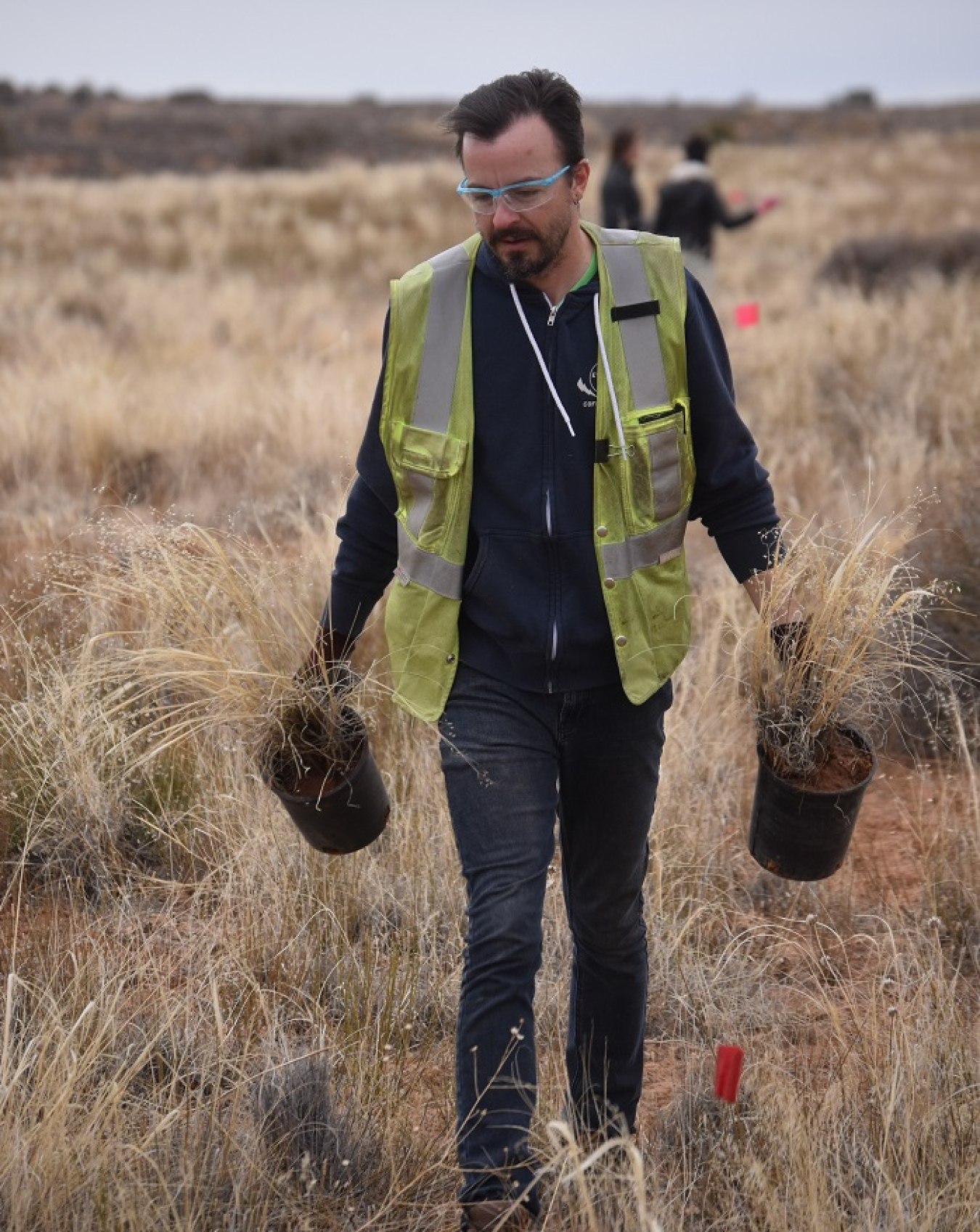 James Ritchey, an employee with S&K Logistics Services, the technical assistance contractor at the Moab Uranium Mill Tailings Remedial Action Project, transports native Indian ricegrass during a salvaging project at Canyonlands National Park.