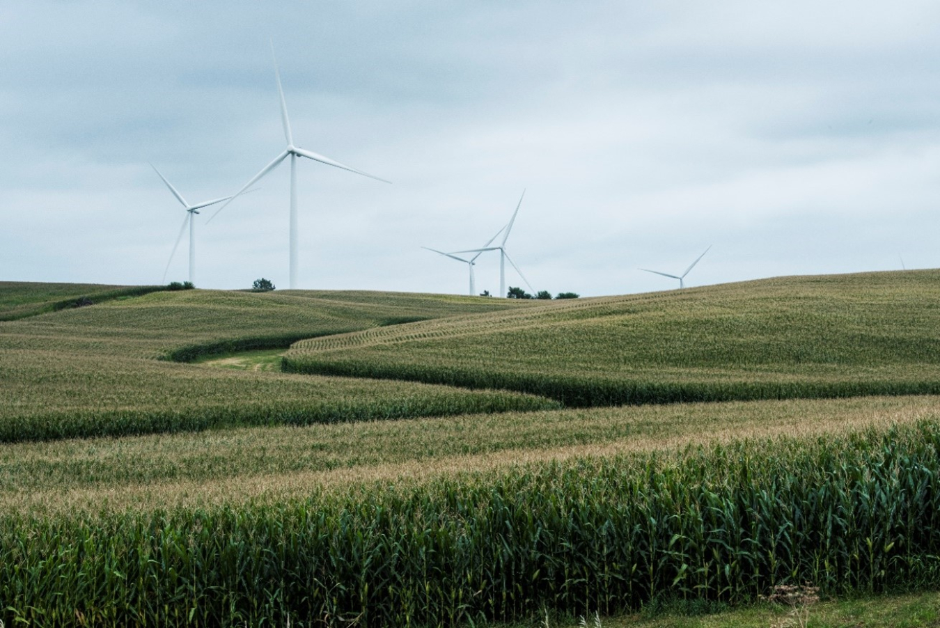 A group of wind turbines standing over a cornfield beneath partly cloudy skies