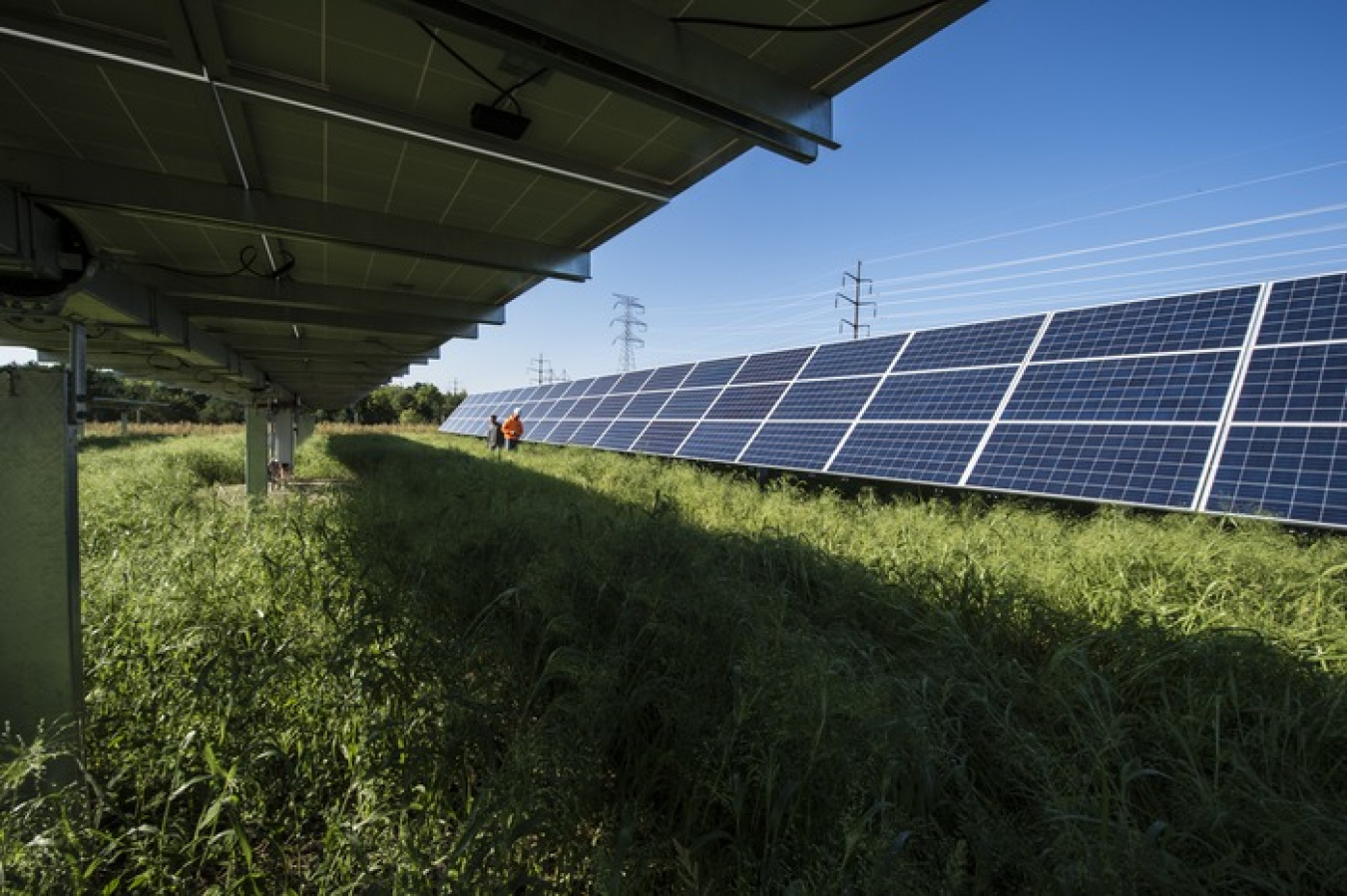 Photo of solar arrays on grass showing the underside and top side of the panels