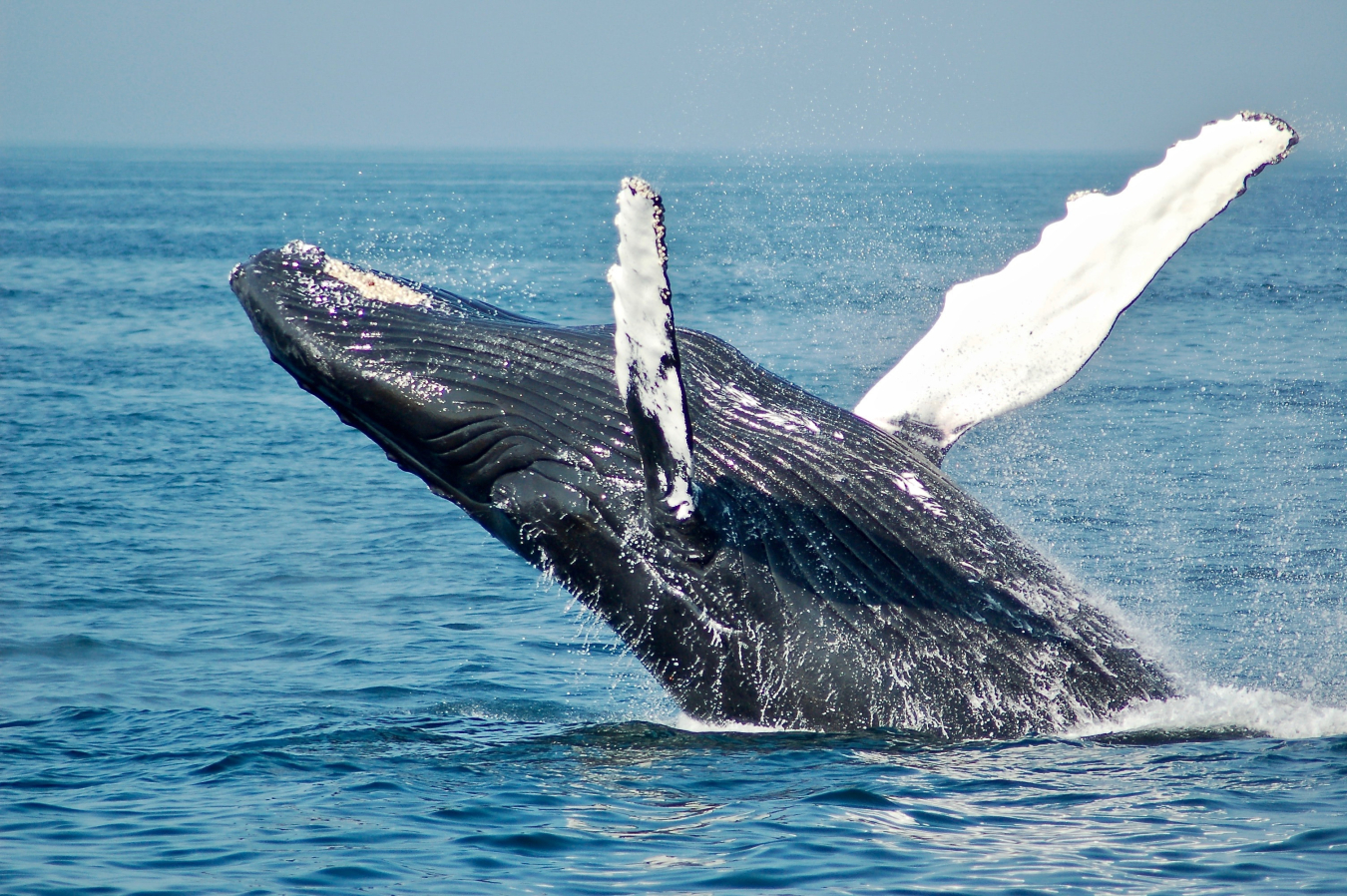 Picture of a whale breaching in the ocean.