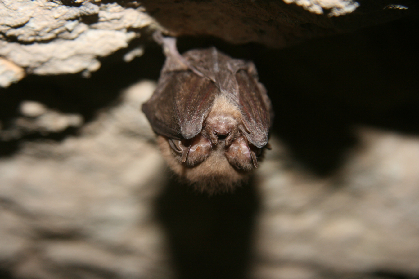Bat Conservation International