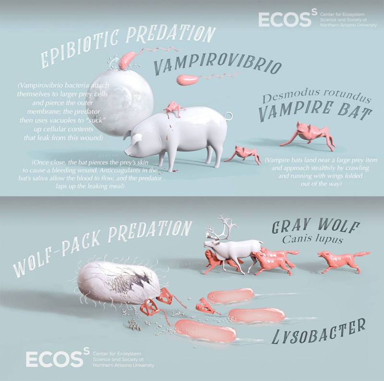 Predatory bacteria use wolfpack-like behavior, enzymes, and structures to hunt and feast on other bacteria.