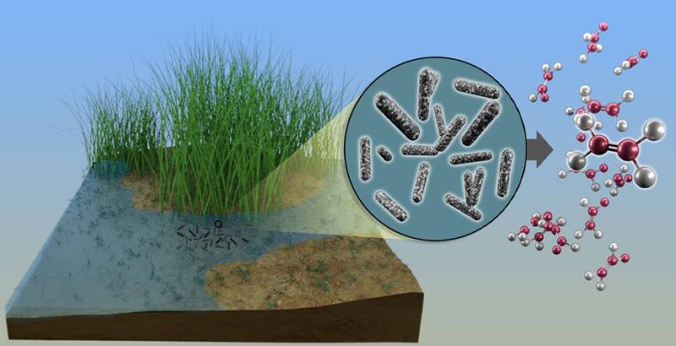 Newswise: A Newly Discovered Enzyme Makes Ethylene and Methane
