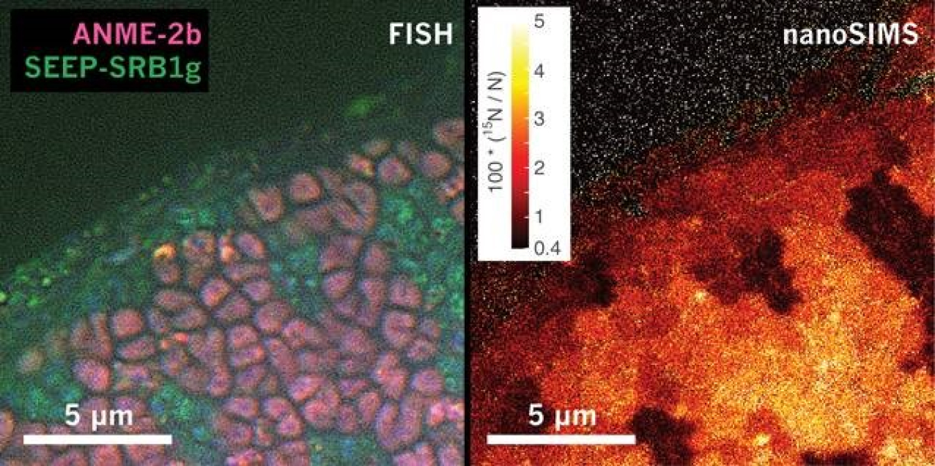 At left, microscopy image of a sediment sample containing methanotrophic archaea (pink) and sulfate-reducing bacteria (green). At right, mass spectrometry image showing levels of nitrogen incorporation by the different types of microorganism. 