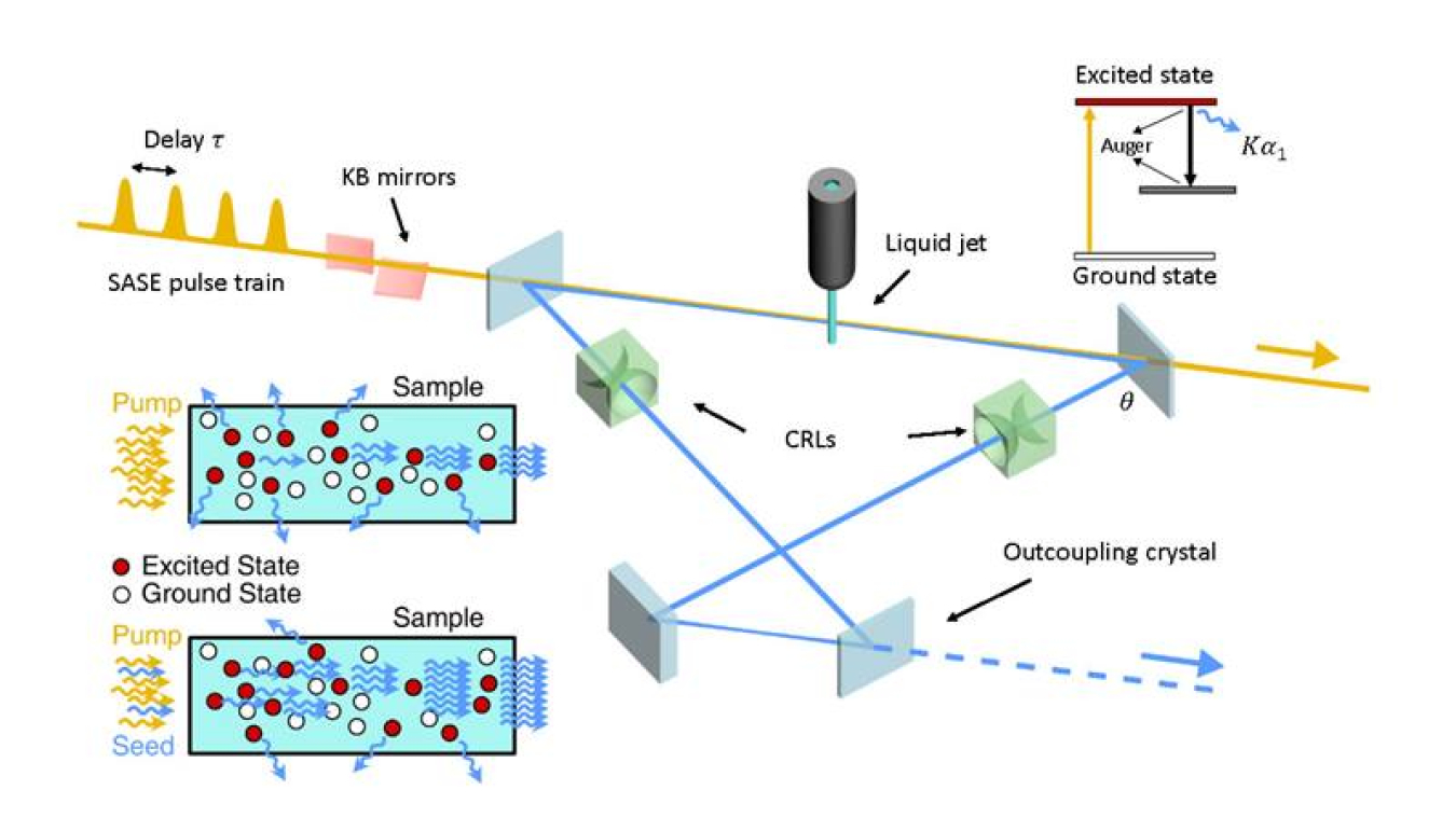 X-ray pulses focused on a liquid jet excite electrons. When the electrons lose energy, a flux of X-rays is released. The original pulse plus the new flux of photons then recirculate, further amplifying the X-rays that can be directed to experiments.