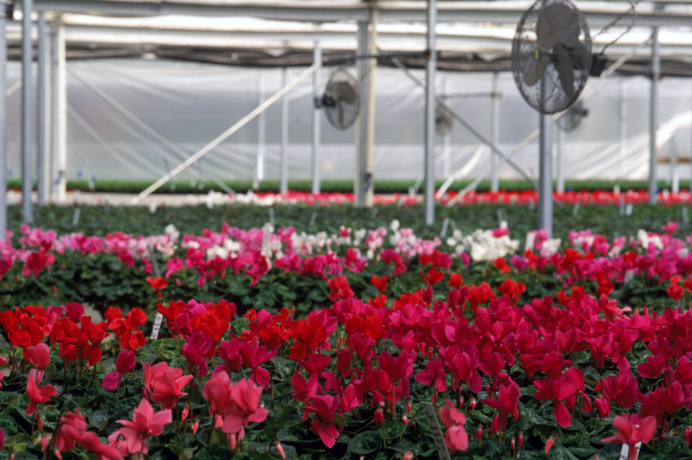 THE MASSON RADIUM SPRINGS FARMS GEOTHERMAL GREENHOUSE IS LOCATED ON PRIVATE LAND IN SOUTHERN NEW MEXICO. THE GREENHOUSE SPACE IS HEATED BY GEOTHERMAL ENERGY FROM THREE WELLS.