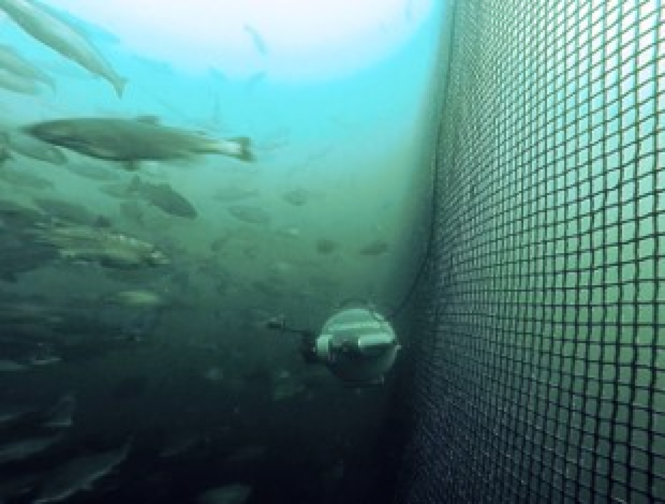 Improved fish protection in the ocean.