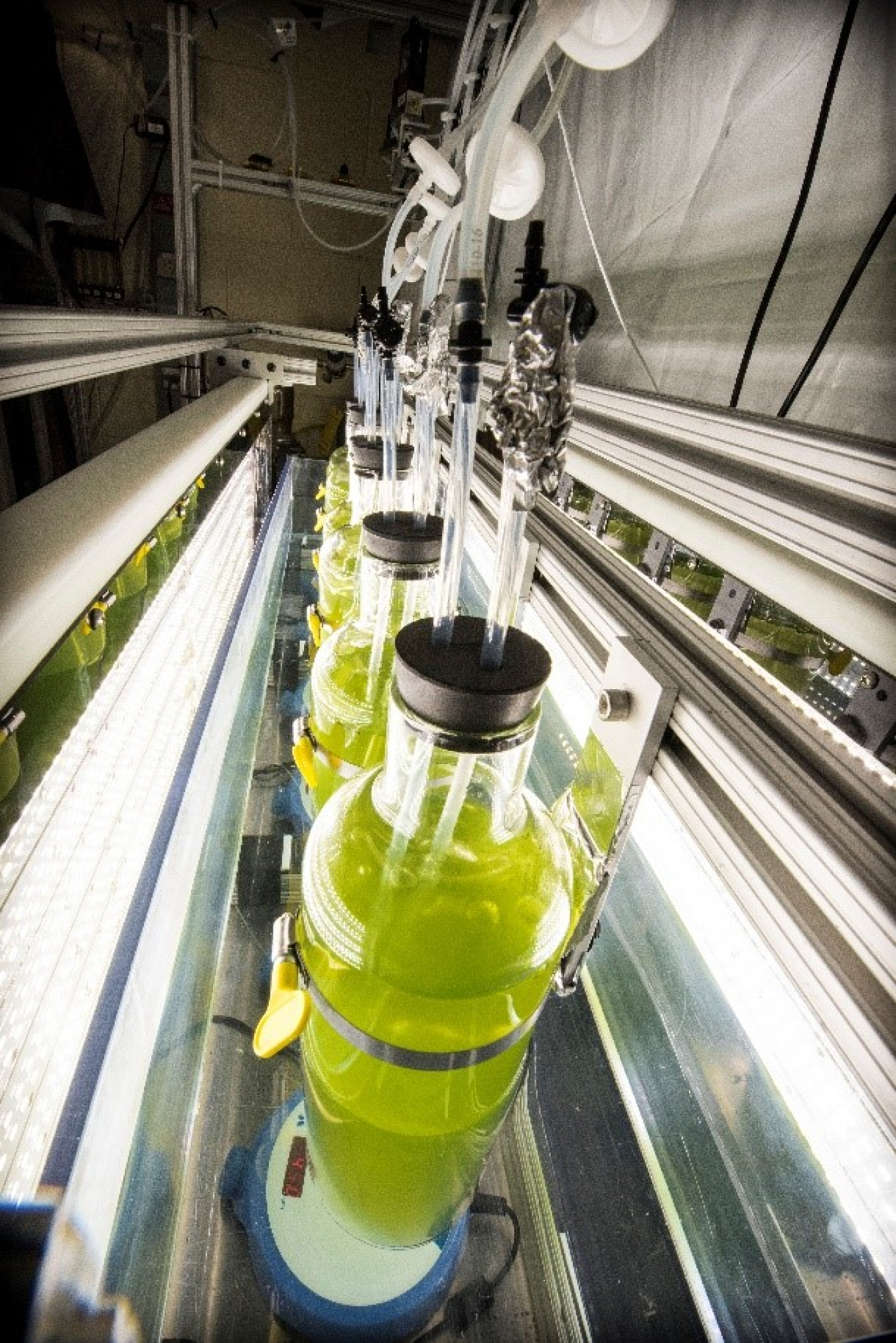 NREL’s algae cultivator—pictured here—can be programmed to model a location’s climate.