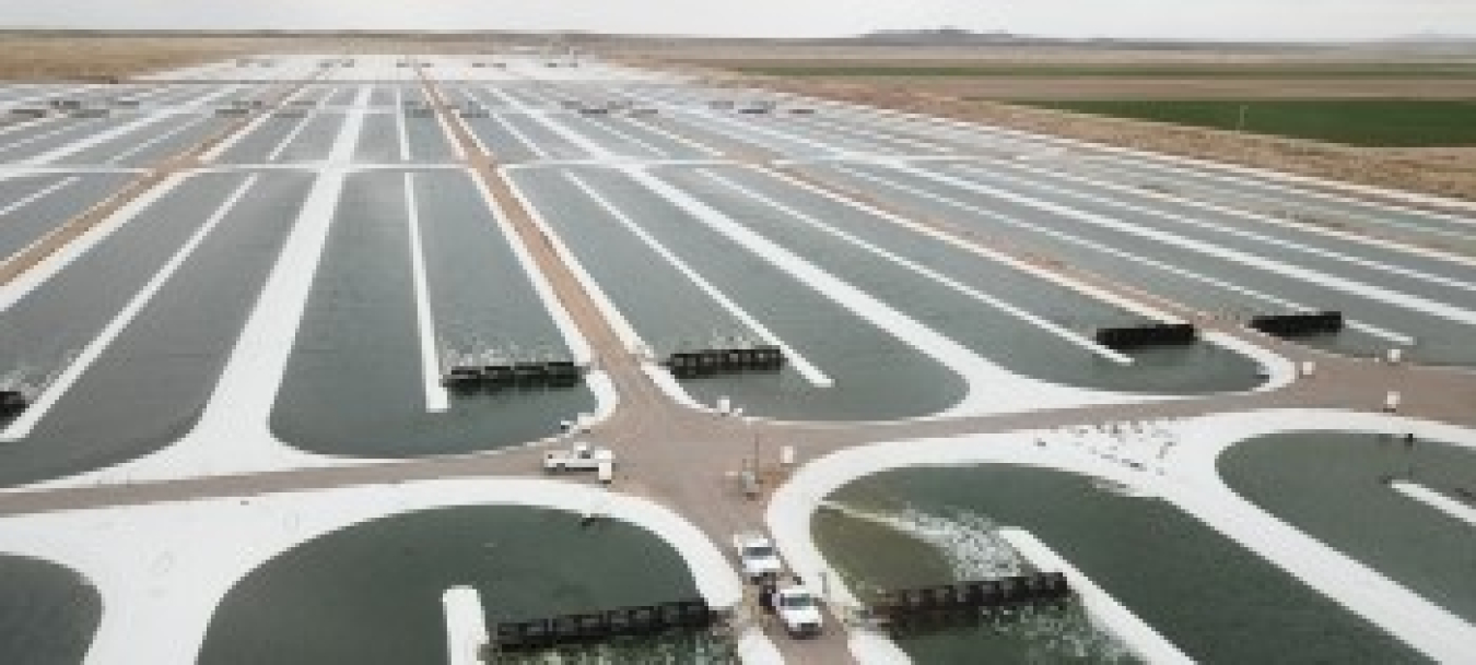 A field of algae raceway ponds.