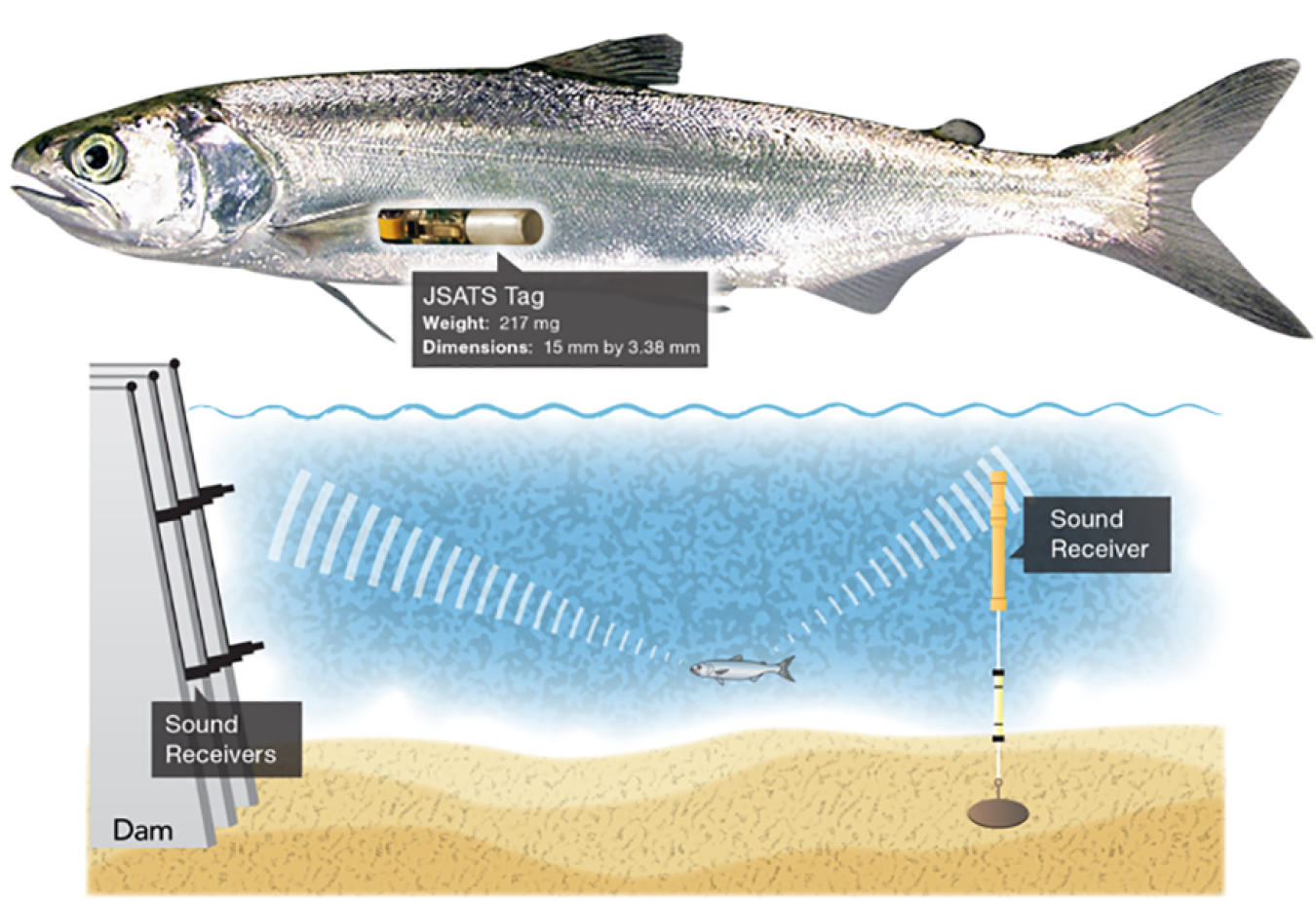 The original Juvenile Salmon Acoustic Telemetry System tag.