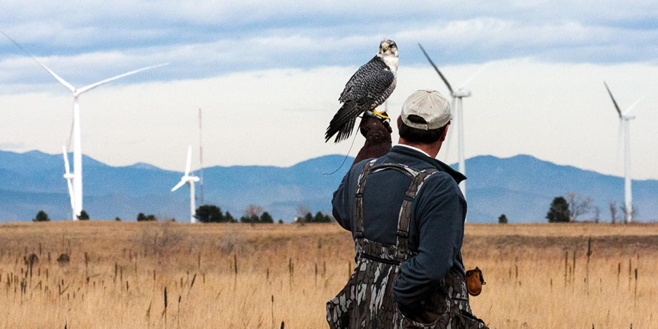 Daytime photo of a wind farm with a man standing in the foreground and a hawk perched on this hand.