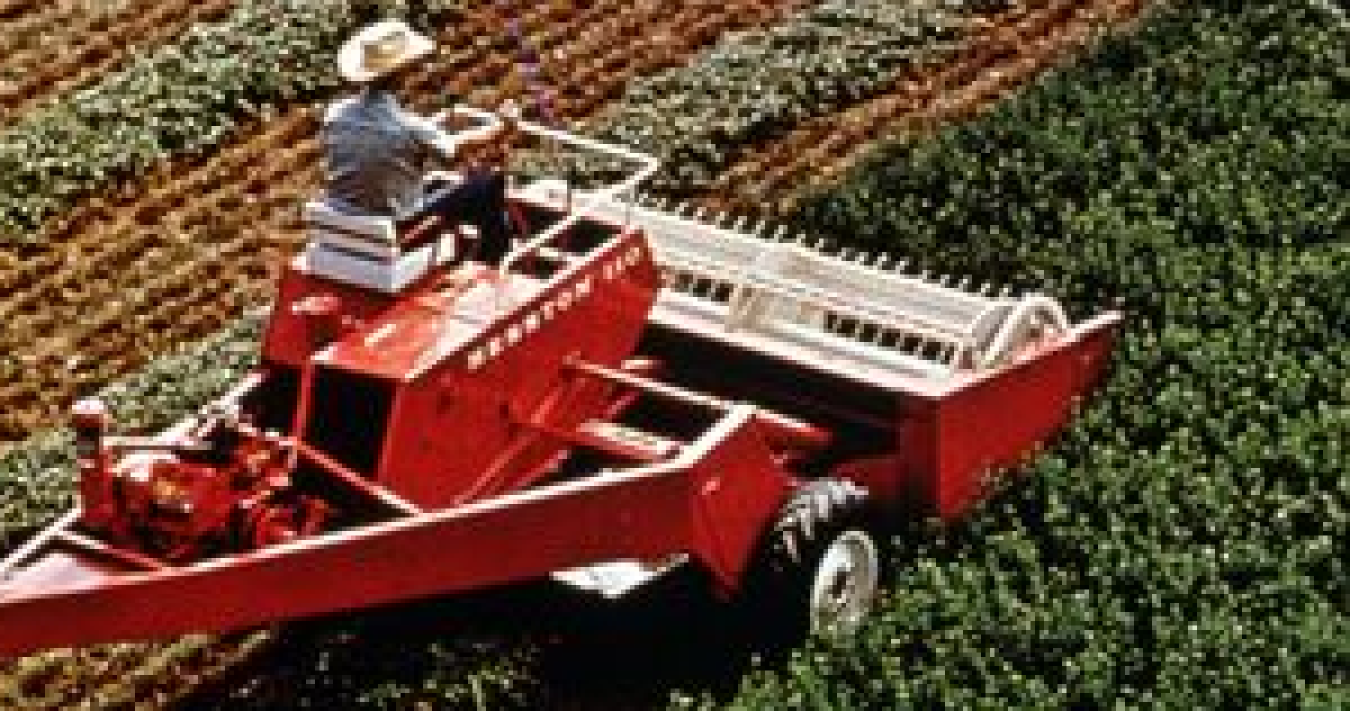 Harvesting alfalfa in Minnesota.