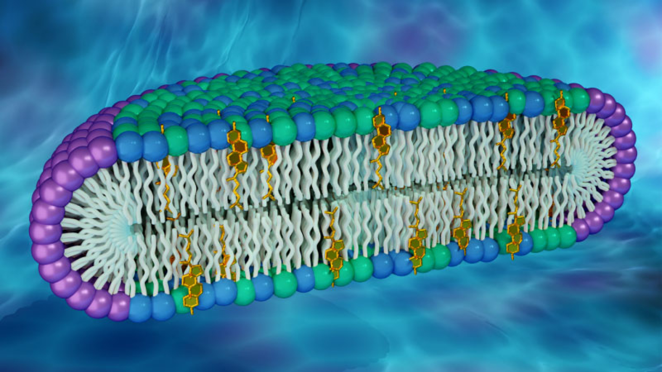 A new artificial membrane helps researchers understand proteins in human cell membranes. The membrane rim is made of a detergent (purple), with a center made of lipid molecules found in biological membranes (green and blue), including cholesterol (gold).