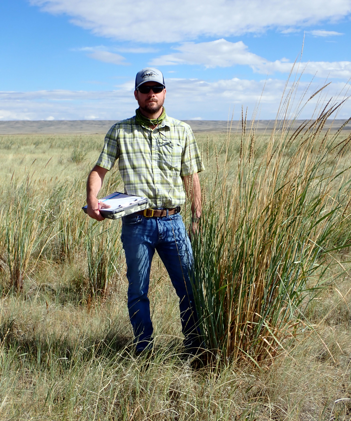 David Holbrook, lead ecologist for the LM Strategic Partner (LMSP), standing next to basin wildrye in one of the regenerative grazing study plots.