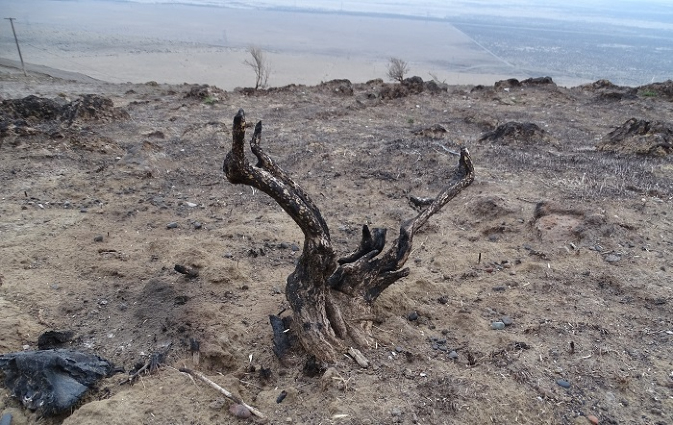 Native grass and locally sourced shrub seed are seen on the ground alongside a burned sagebrush stump, resulting from a fire near Gable Mountain on the Hanford Site. The seed will help restore the 5,500 acres of damaged habitat at Hanford.