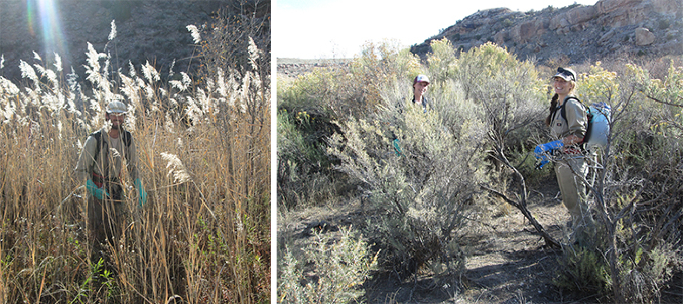 The Southwest Conservation Corps crew treats invasive weeds on a Uranium Leasing Program lease tract on the Dolores River. 