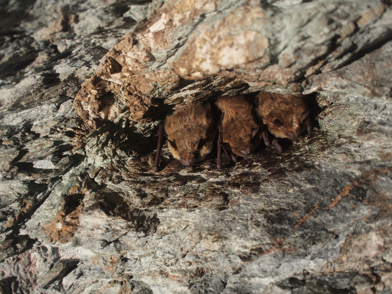 Big brown bats. (Photo by Shawn Thomas/BCI.)