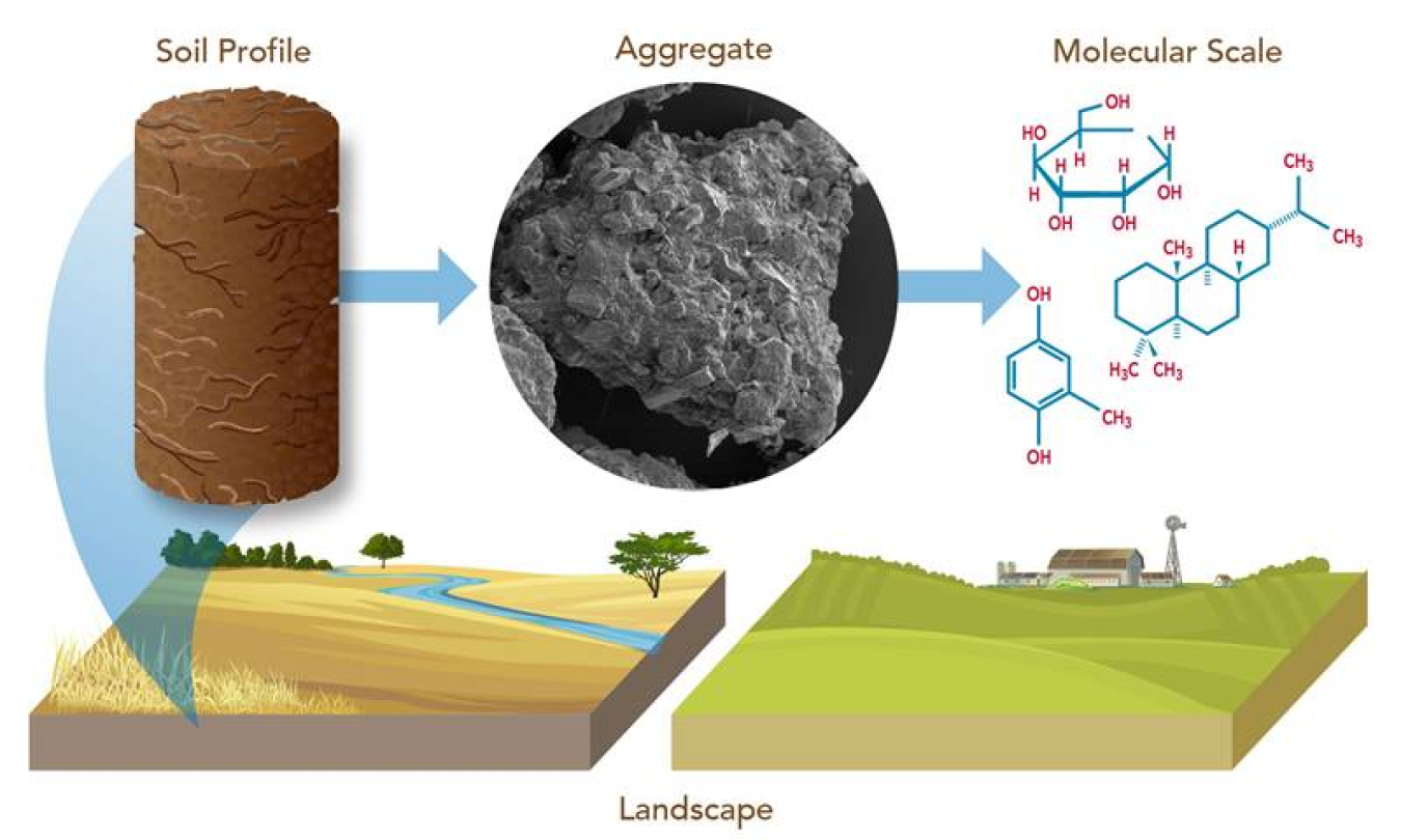 Soil texture influences the local microbiome. Researchers used scanning electron microscopic images of soil particles and aggregates to understand the influence of biofuel crops and site selection on soil organic carbon chemistry. 