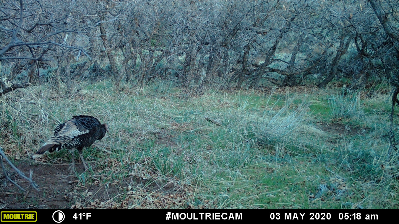 A wild turkey passing through the site.