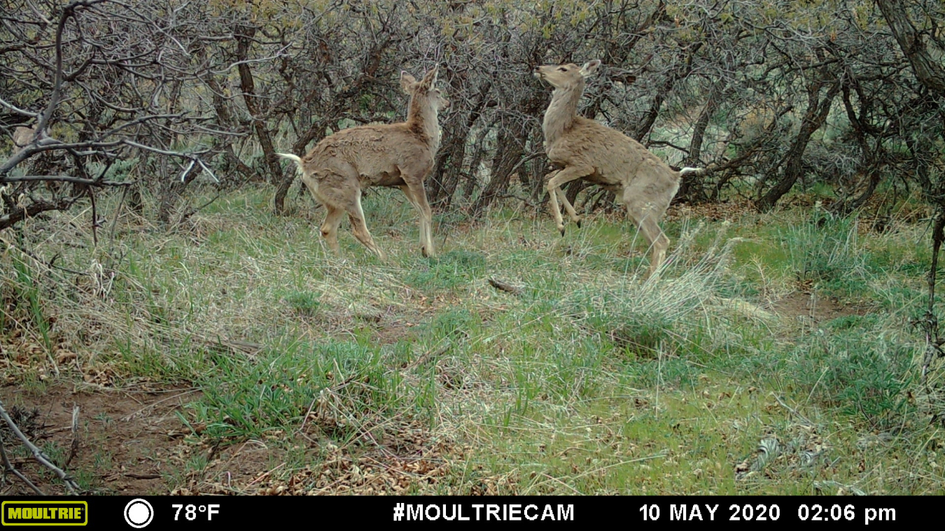 Two mule deer bucks fighting during the rut.