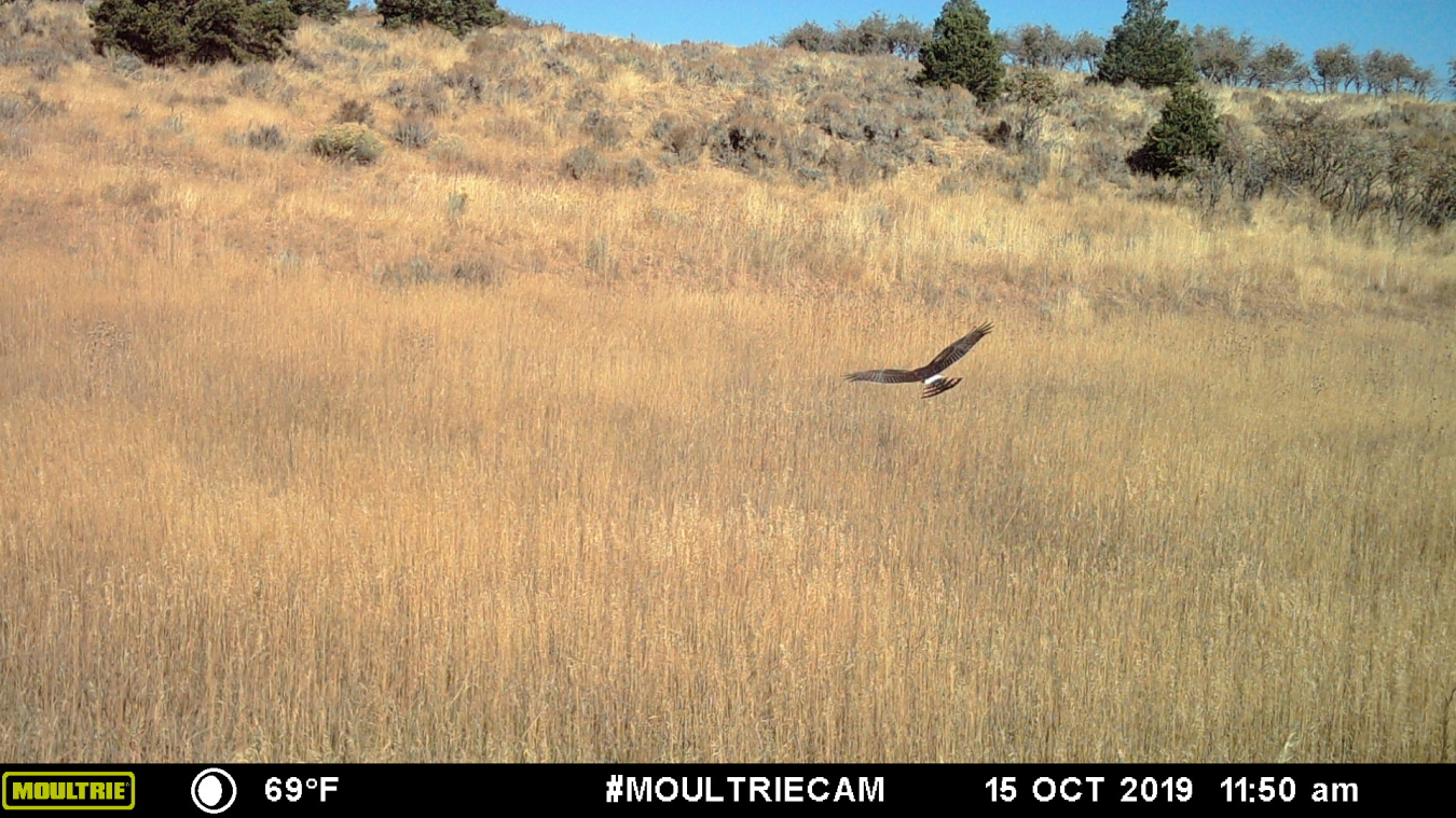 A northern harrier patrolling the site.