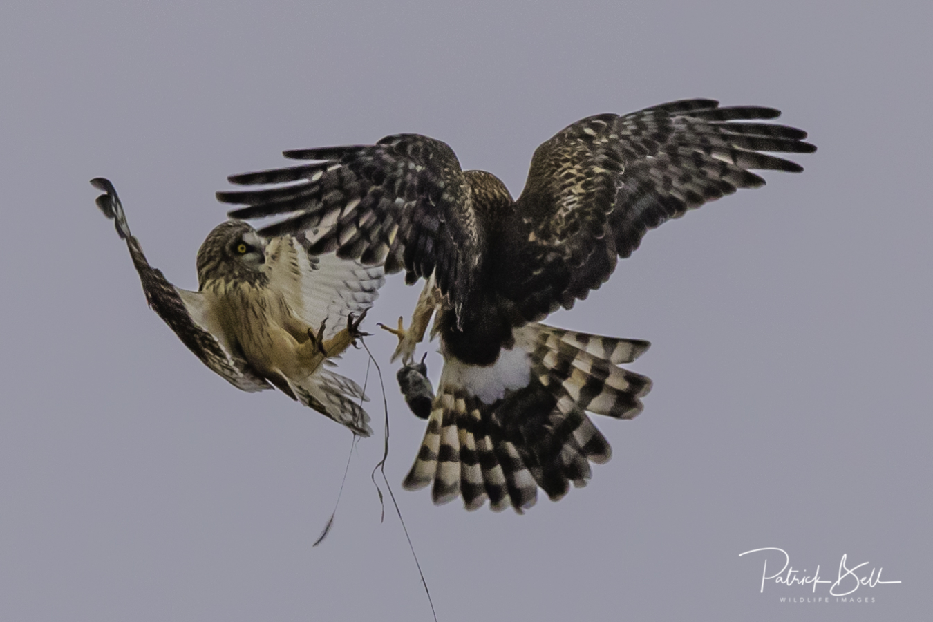 Local photographer Pat Bell captured a once-in-a-lifetime shot of a short-eared owl and a northern harrier sparring over a coveted meadow vole at Fernald Preserve.