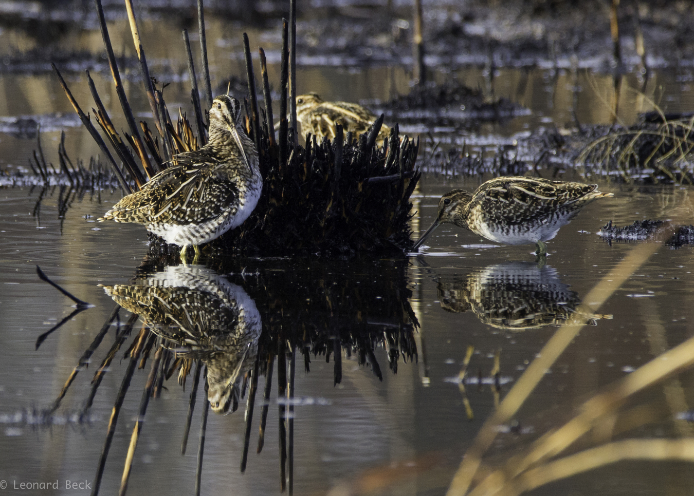 Local photographer Lenny Beck captured a serene sight of three Wilson’s snipes and their reflections at Fernald Preserve’s wetlands.