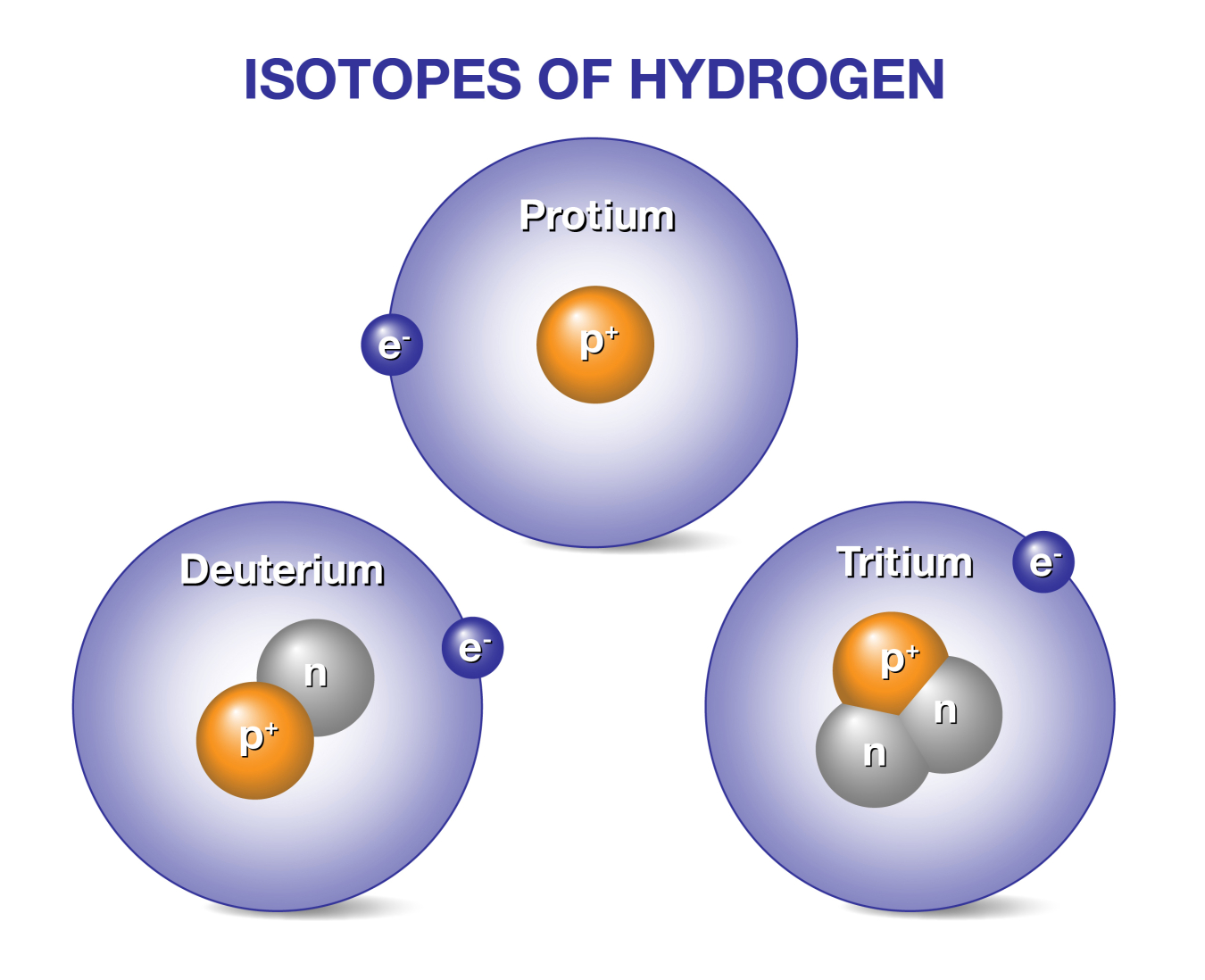 There is only one proton in the nucleus of all isotopes of hydrogen, but the number of neutrons varies. 