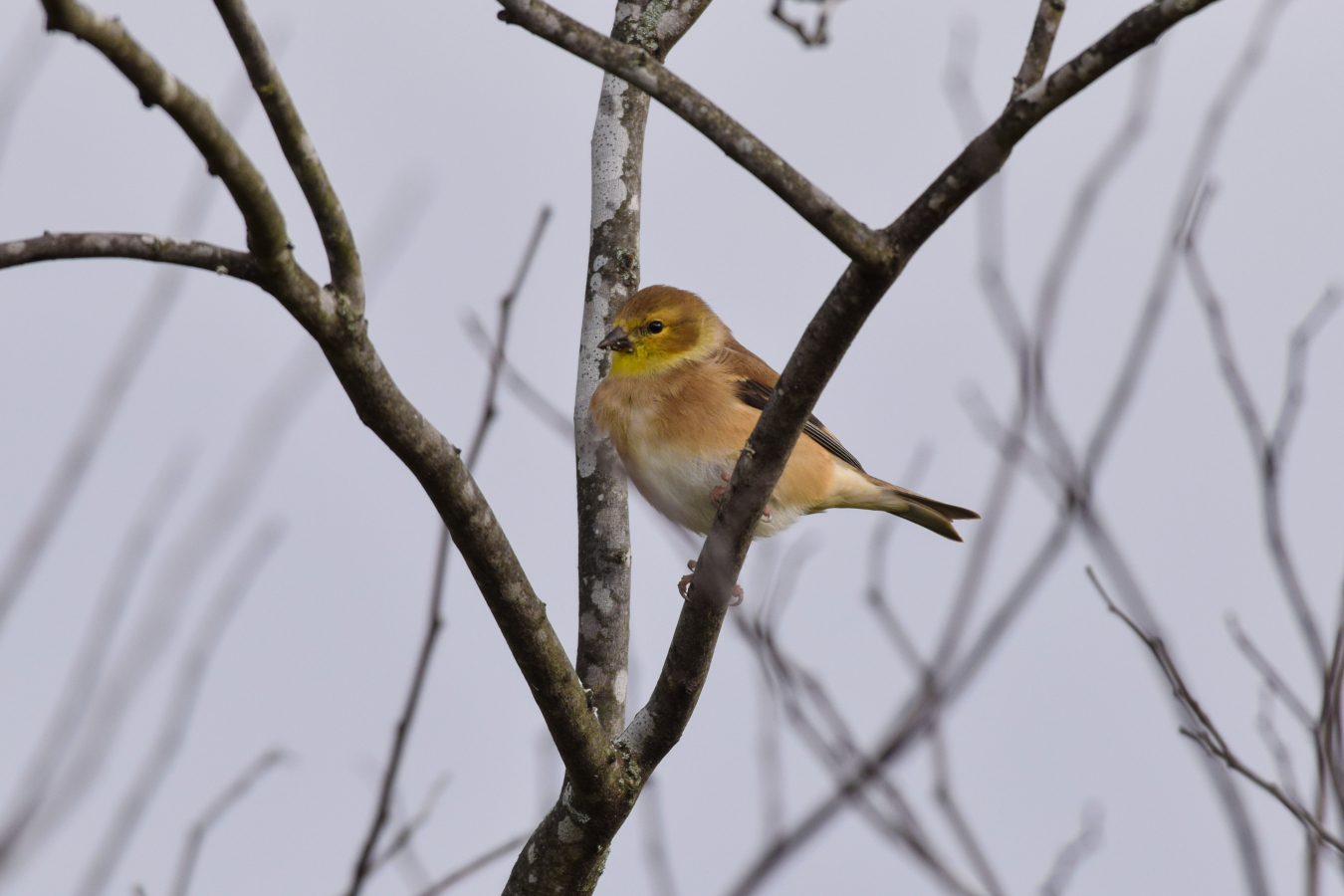 Site interpreter Kevin McCarthy photographed the beautiful winter colors of an American goldfinch at the Weldon Spring Site.