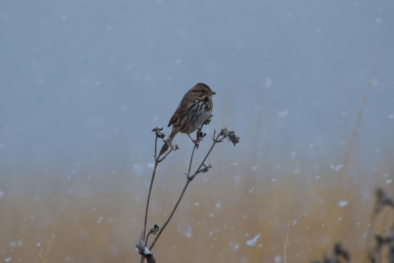 A wren rests on prairie grass at the Weldon Spring Site.
