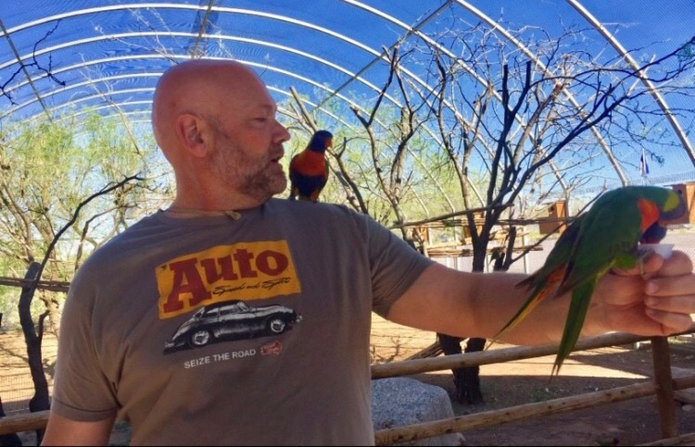 David VB Lorikeets in Arizona