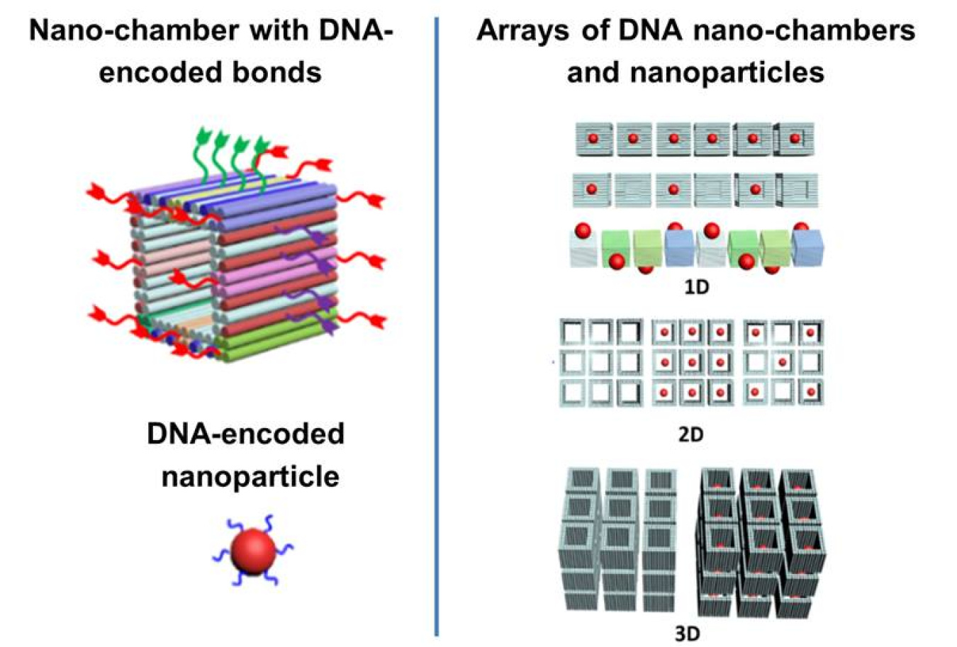 Separately addressable bonds extending from each face of the cube-shaped DNA chamber (left) are assembled into arrays of chambers containing nanoparticles (right).