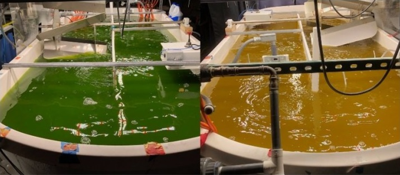 a photo of two algae ponds side by side. One green, one orange.