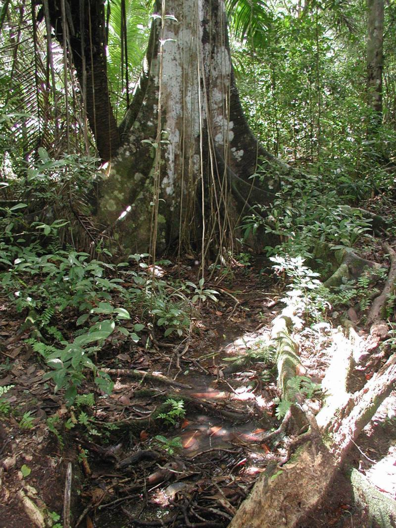 The position of tropical forest soil on a hillside (like this site at the Smithsonian Tropical Research Institute in the Republic of Panama) affects how much methane soils release during droughts and recoveries.