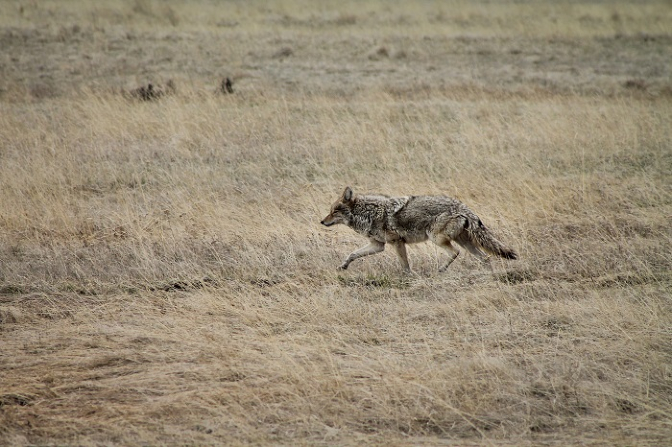 A coyote in Los Alamos scouts for prey.