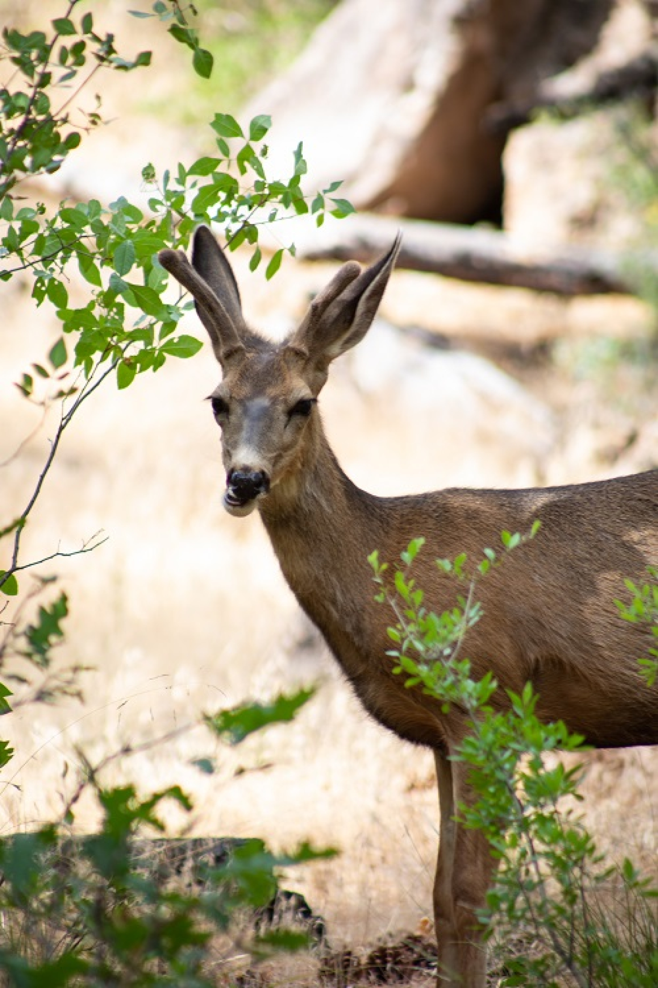 A male mule deer enjoys vegetation in Los Alamos.