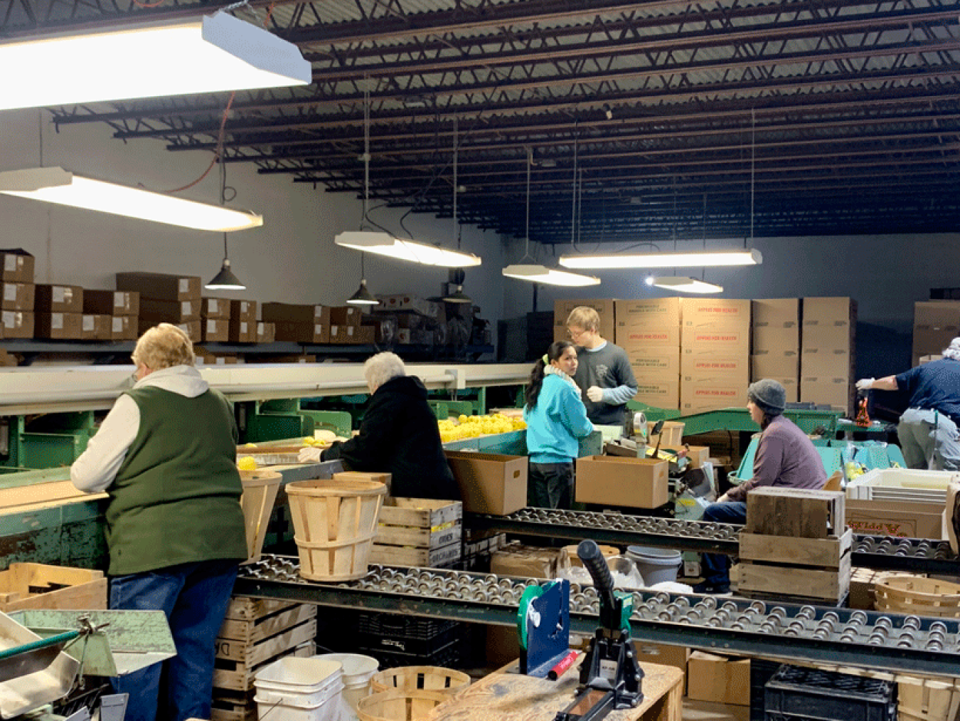 A group of individuals in an LED-lighted warehouse packing apples.