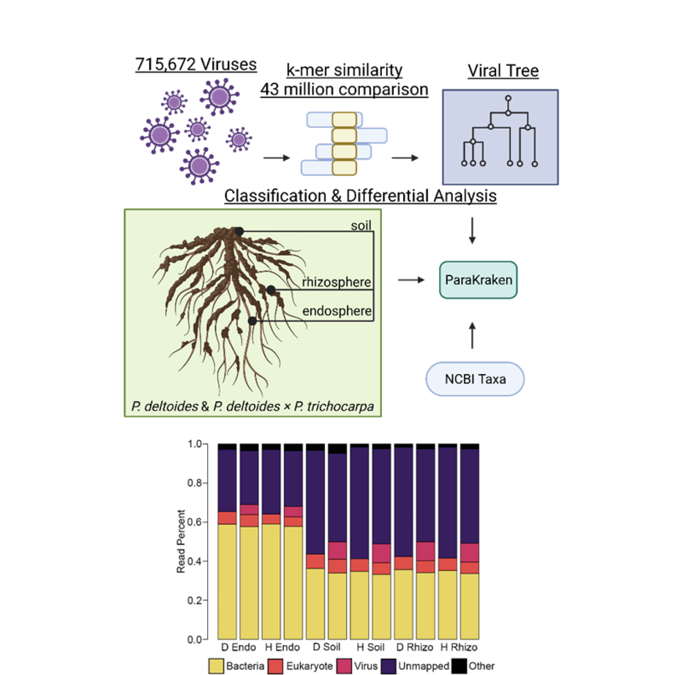 Analysis of metatranscriptome samples with novel viral taxa in Populus. (Top) Graphical abstract of the pipeline. (Bottom) Percentage read classification with novel viral taxa for Populus deltoides (D) and Populus hybrid (H).