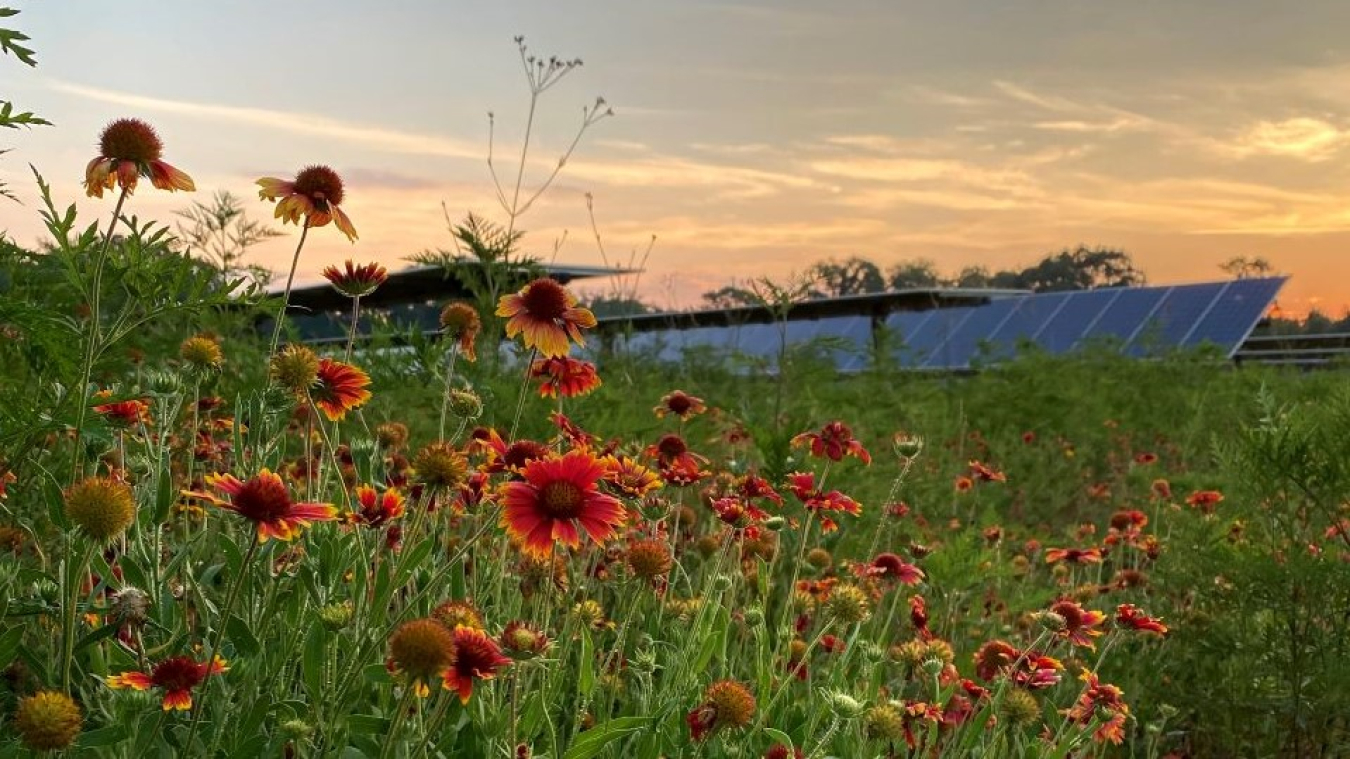 Black-eyed Susan flowers are blooming at sunrise at the Carter Farms solar site.