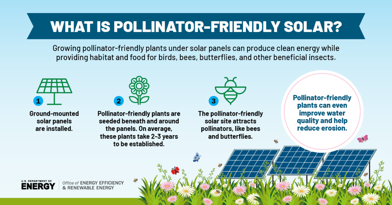 solar pollinator infographic