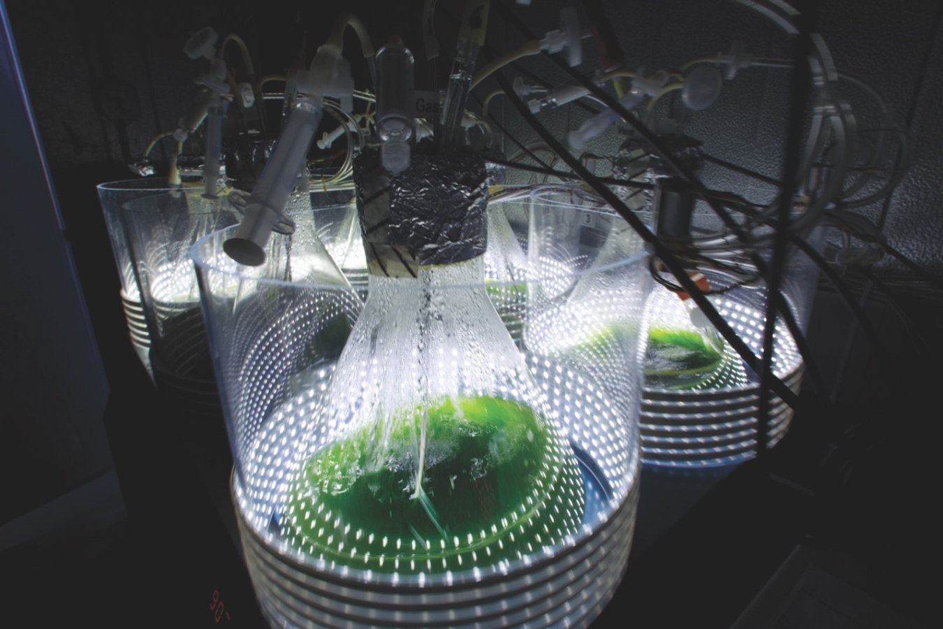 Microalgae culture growing in a custom photobioreactor system designed and built at Los Alamos National Laboratory