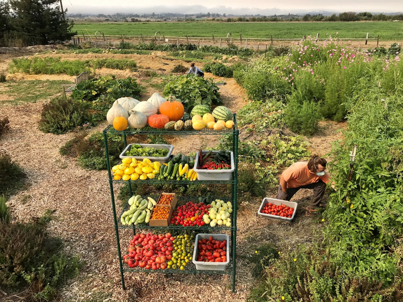 Harvesting from a large garden.