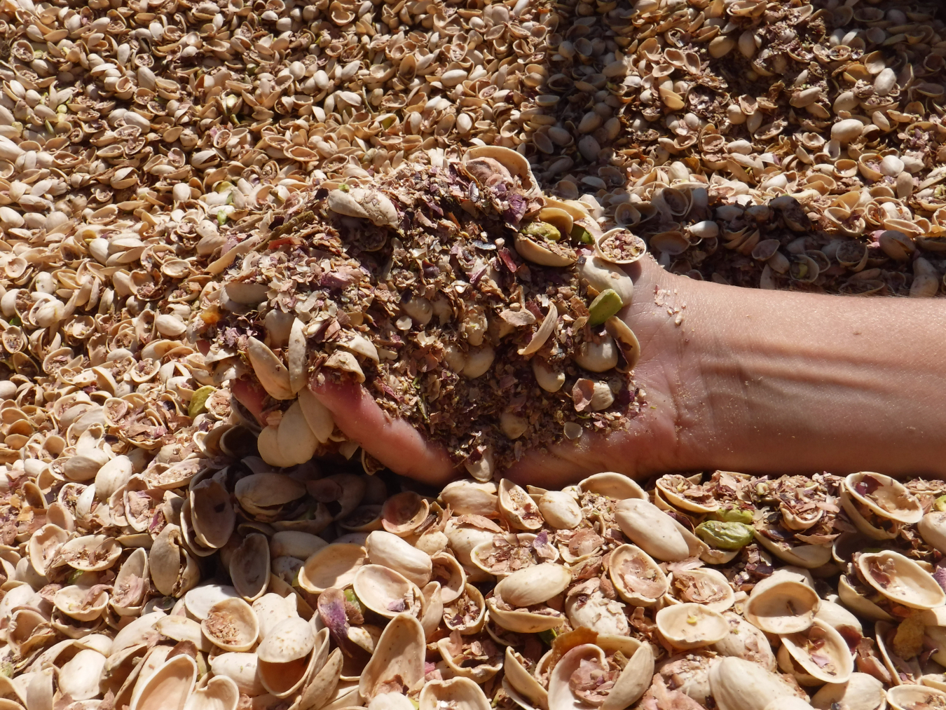 A hand scooping up pistachio shells and "fines"